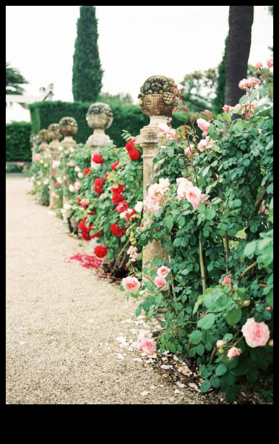 Urcarea spre eleganță: minuni în grădinărit vertical