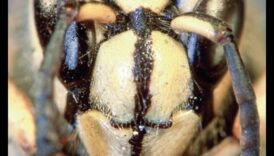 Bugs, fii plecat! Un manual pentru grădinar pentru apărarea dăunătorilor