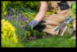 Frumusețe în devenire: cultivarea eleganței atemporale în îngrijirea grădinii