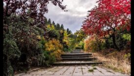 Grădini compacte, impact mare: Container Gardening Magic