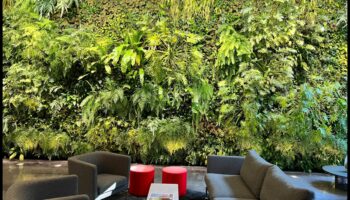 Oaza verticală: Transformarea spațiilor cu înălțimi unice de grădină