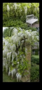 Urcarea spre eleganță: minuni în grădinărit vertical