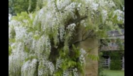 Urcarea spre eleganță: minuni în grădinărit vertical