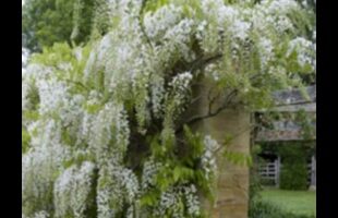 Urcarea spre eleganță: minuni în grădinărit vertical