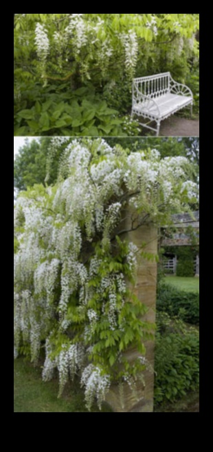 Urcarea spre eleganță: minuni în grădinărit vertical