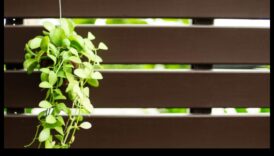 Urcarea în verdeață: măiestrie în grădinărit vertical