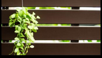 Urcarea în verdeață: măiestrie în grădinărit vertical